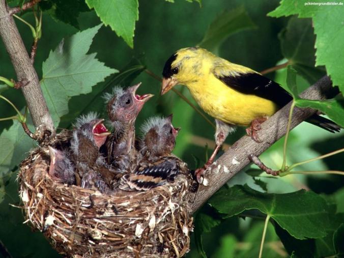 how-to-draw-a-bird-nest